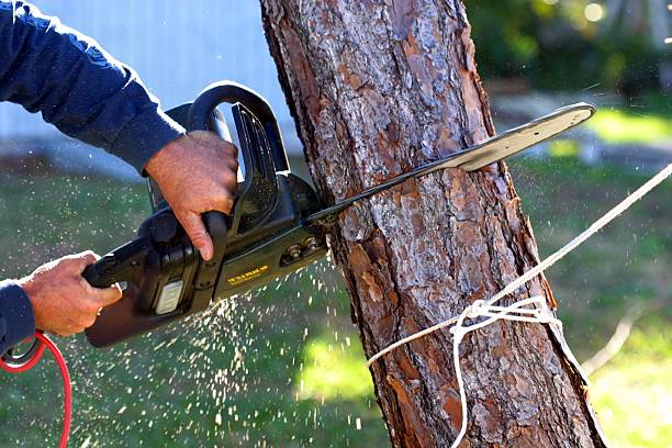 Trusted Corning, IA Tree Removal Services Experts